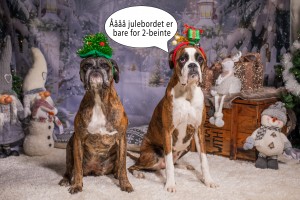 boxer julebord24