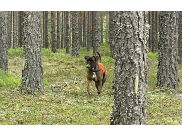 Boxerleir 19. - 22. juni 2026