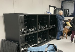 hundesenter bur nede